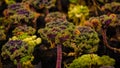 Brassica oleracea Royalty Free Stock Photo